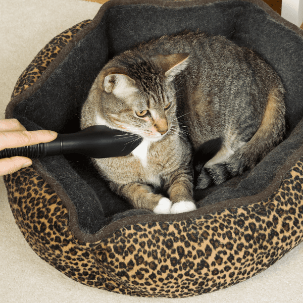 The 12 Best Cordless Vacuum for Pet Hair A Buyer’s Guide